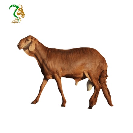 خروف سواكني