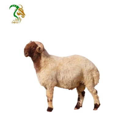 خروف نعيمي