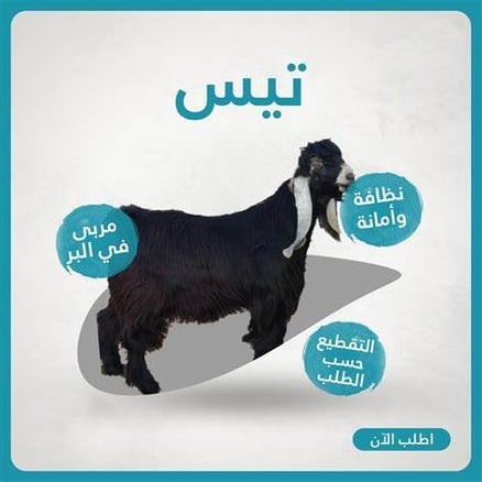 تيس عارضي