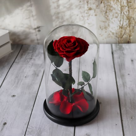 Red Heart Rose for Birthday Gift