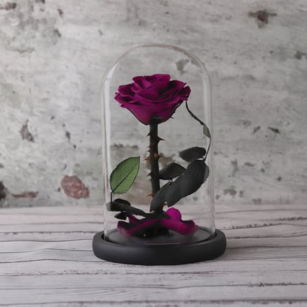 Purple Rose in Glass Dome