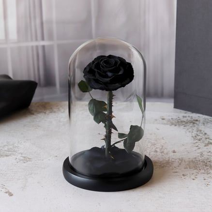 Black Rose Flower Last a Year