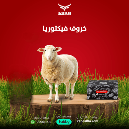 خروف فيكتوريا لباني (فاخر)