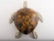 Large Sea Turtle Tiger Color Shell Box_image_8