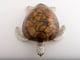 Large Sea Turtle Tiger Color Shell Box_image_9