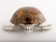 Large Sea Turtle Tiger Color Shell Box_image_3