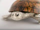Large Sea Turtle Tiger Color Shell Box_image_0