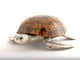 Large Sea Turtle Tiger Color Shell Box_image_1