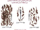 عود هندي طبيعي آسام (سوبر)_image_0