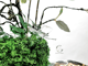 فراشة_image_4