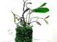 فراشة_image_0