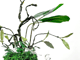 فراشة_image_1