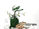 فراشة_image_2