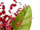 فازة عنابي وسماوي_image_1