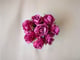 Pink Whisper - Small_image_1