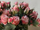 Peach Serenity_image_1
