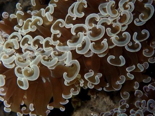 مرجان المطرقة الحي Hammer Coral Euphyllia ancora – REEF by Fu-Mech