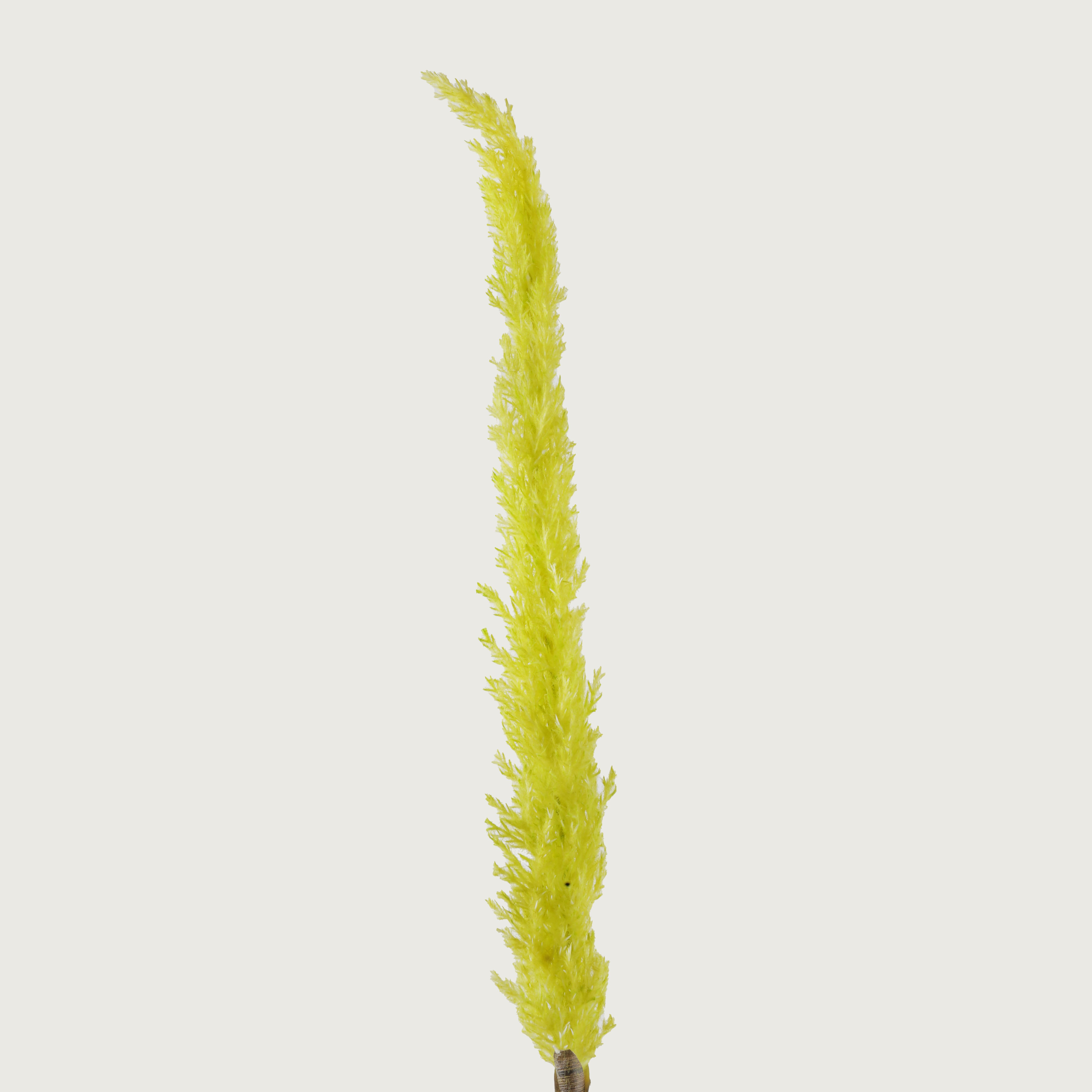  غصن ريش  