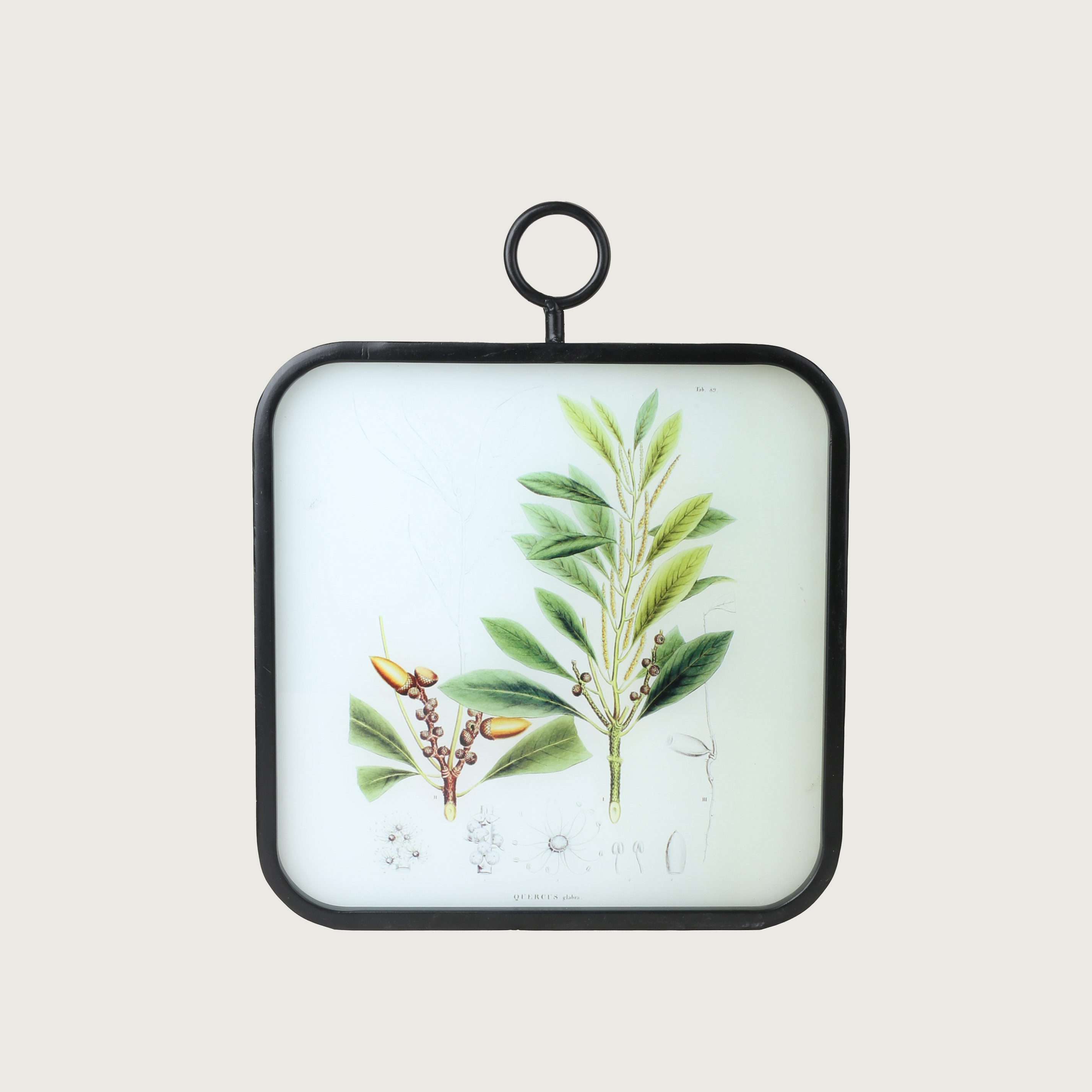  The Set of Wall Art Depicting Plants 