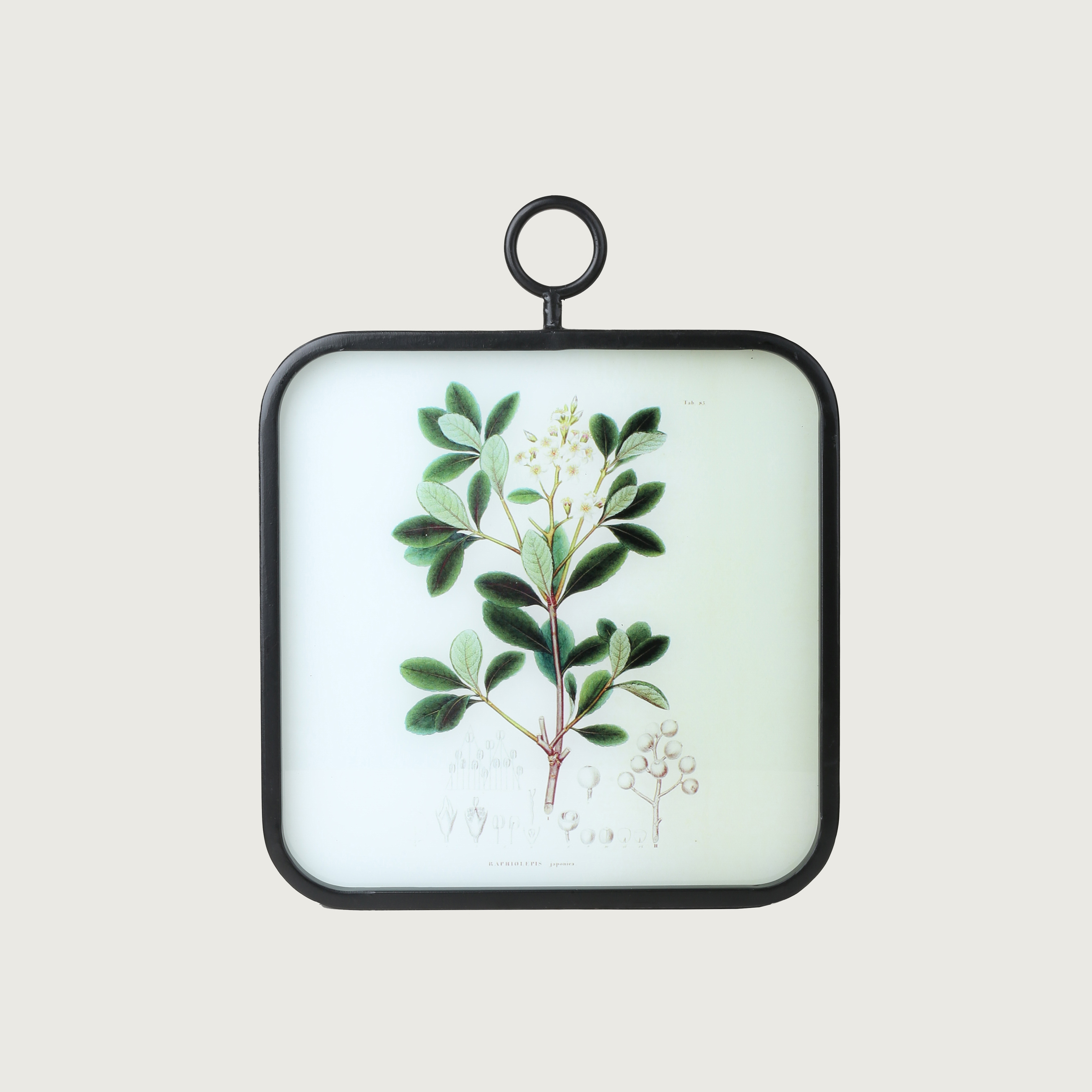  The Set of Wall Art Depicting Plants 