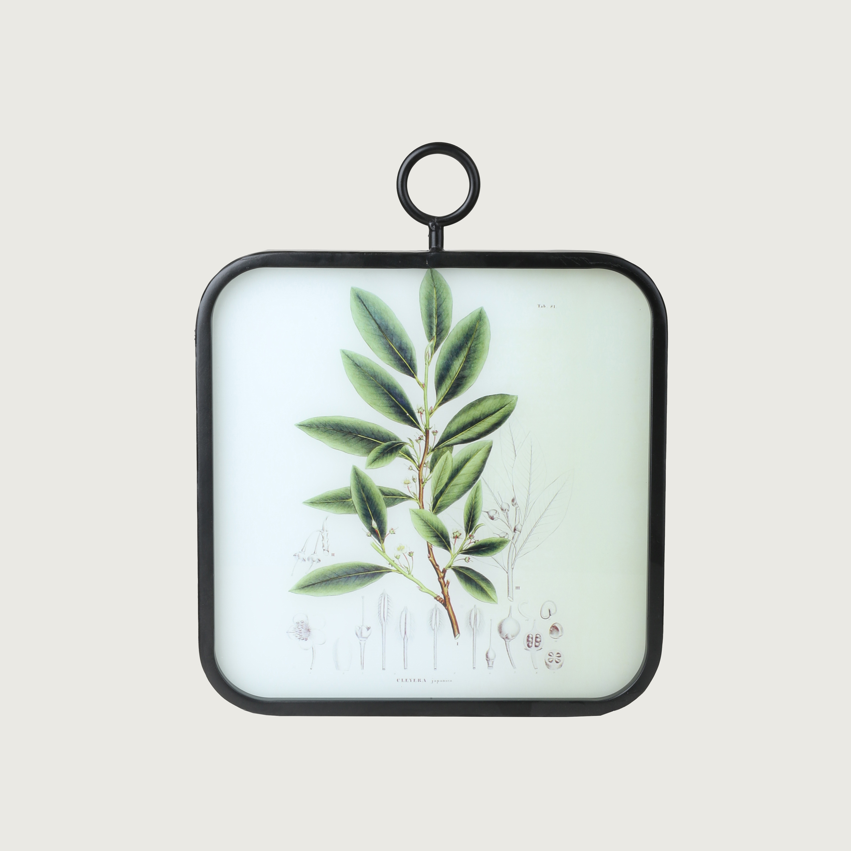  The Set of Wall Art Depicting Plants 