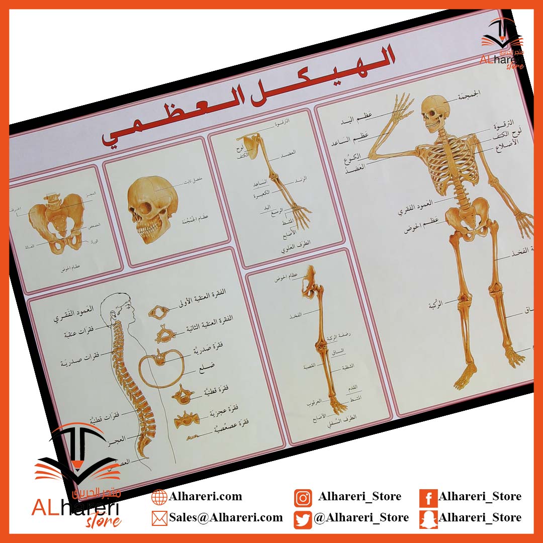 صورة وسيلة تعليمية الهيكل العظمي | متجر  الحريري