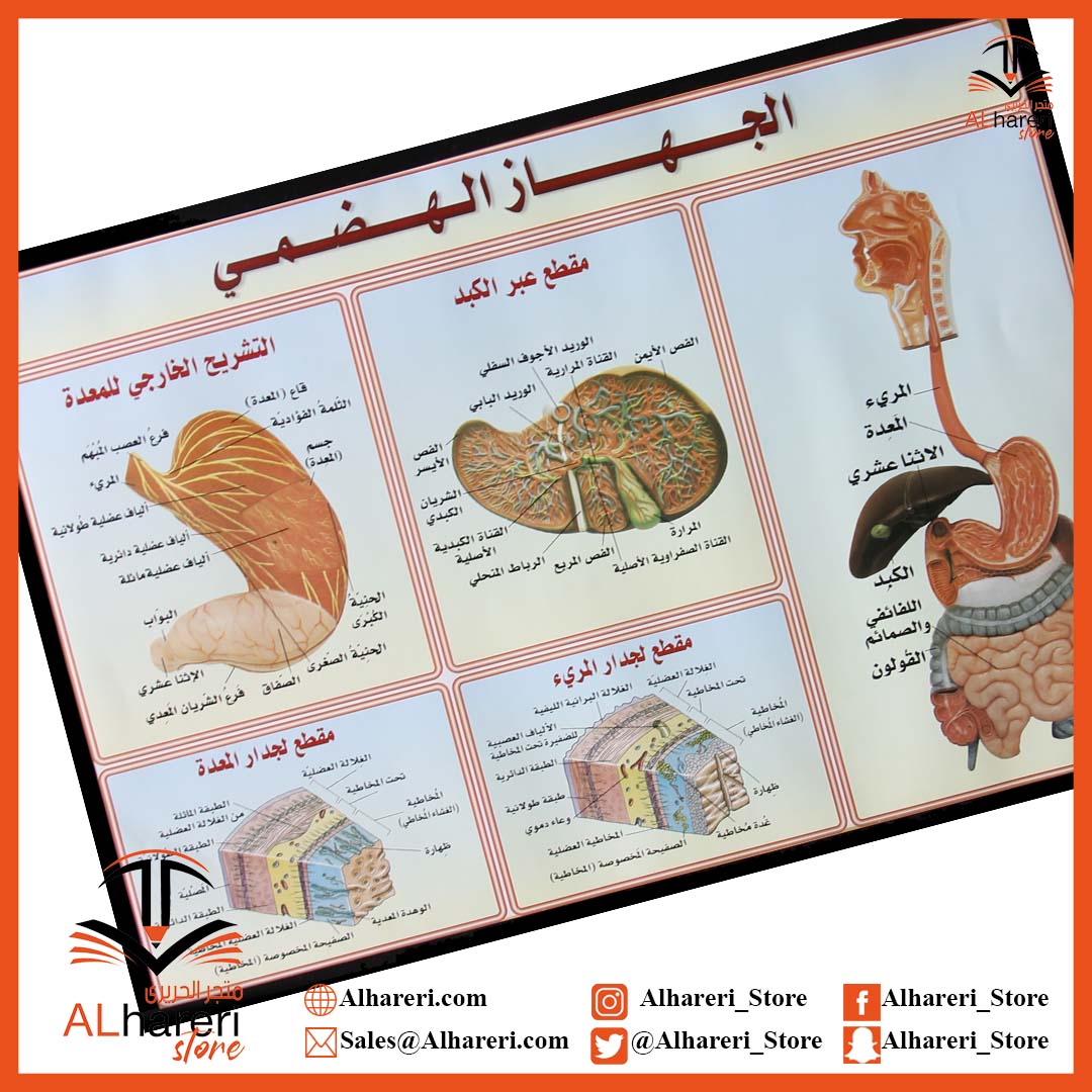 صورة وسيلة تعليمية الجهاز الهضمي | متجر  الحريري