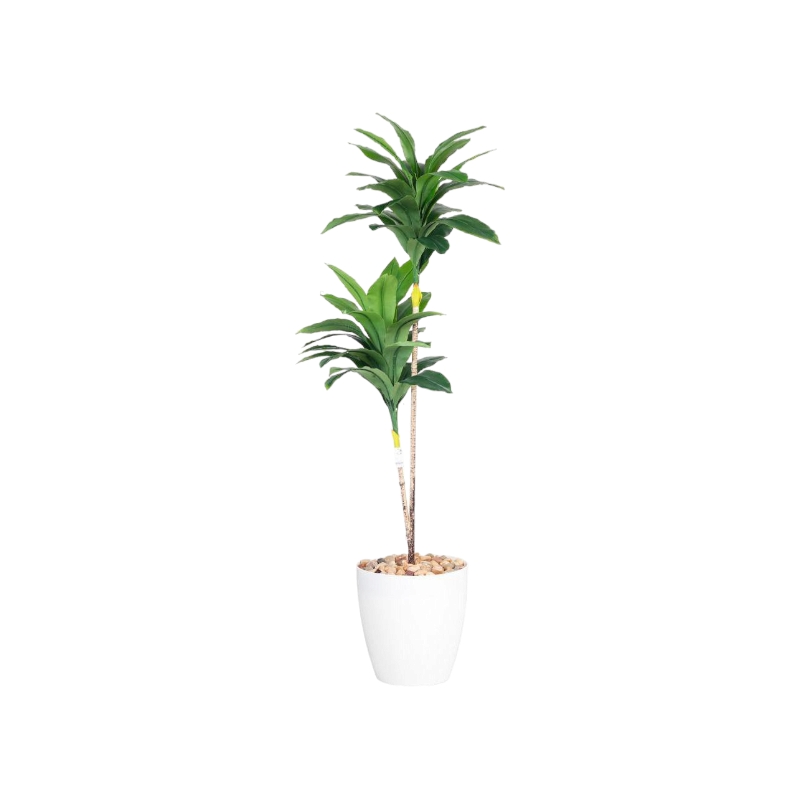   شجرة. دارسينا 150سم 