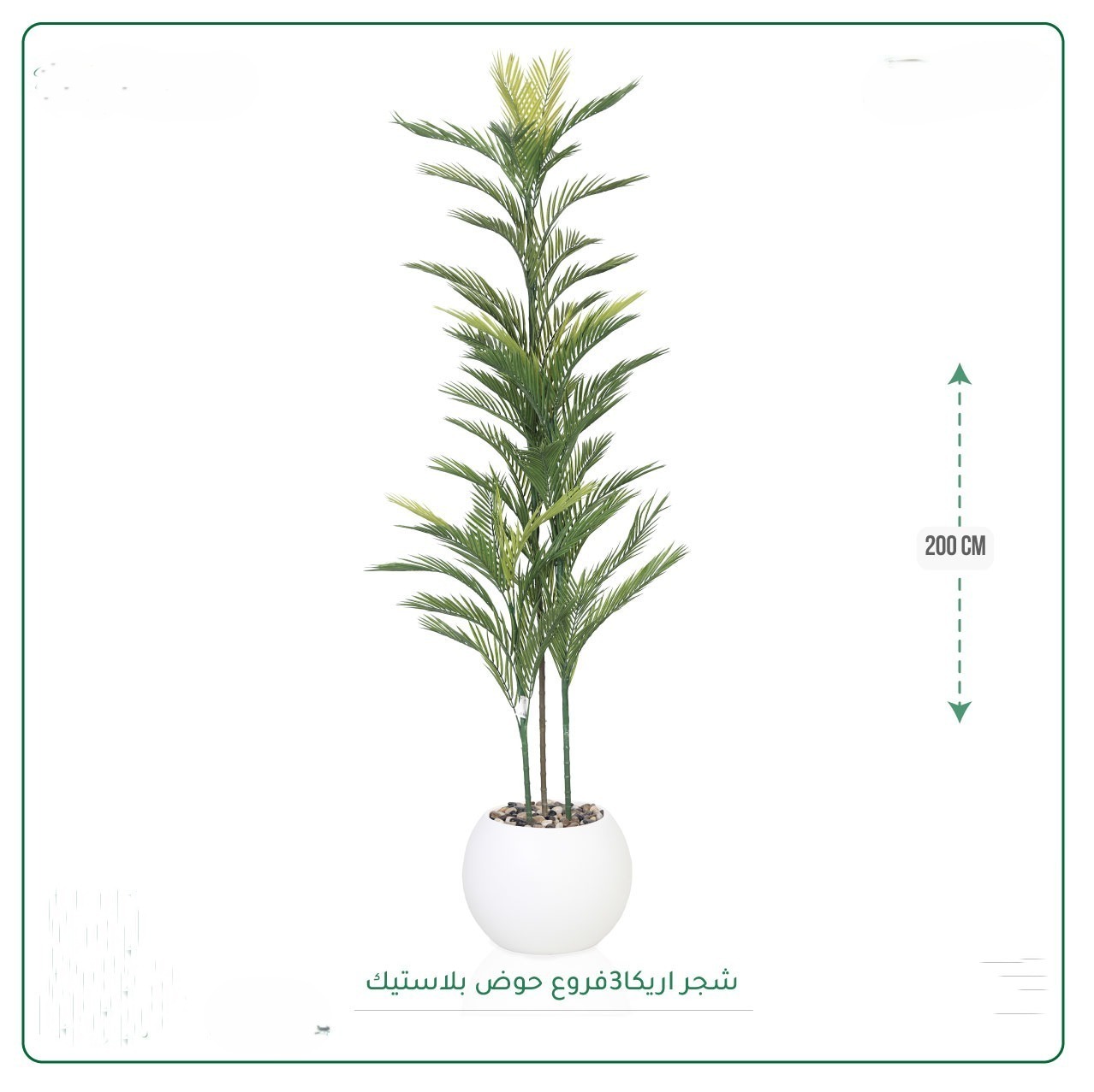  شجر اريكا كبيره حوض بلاستيك 200 سم 