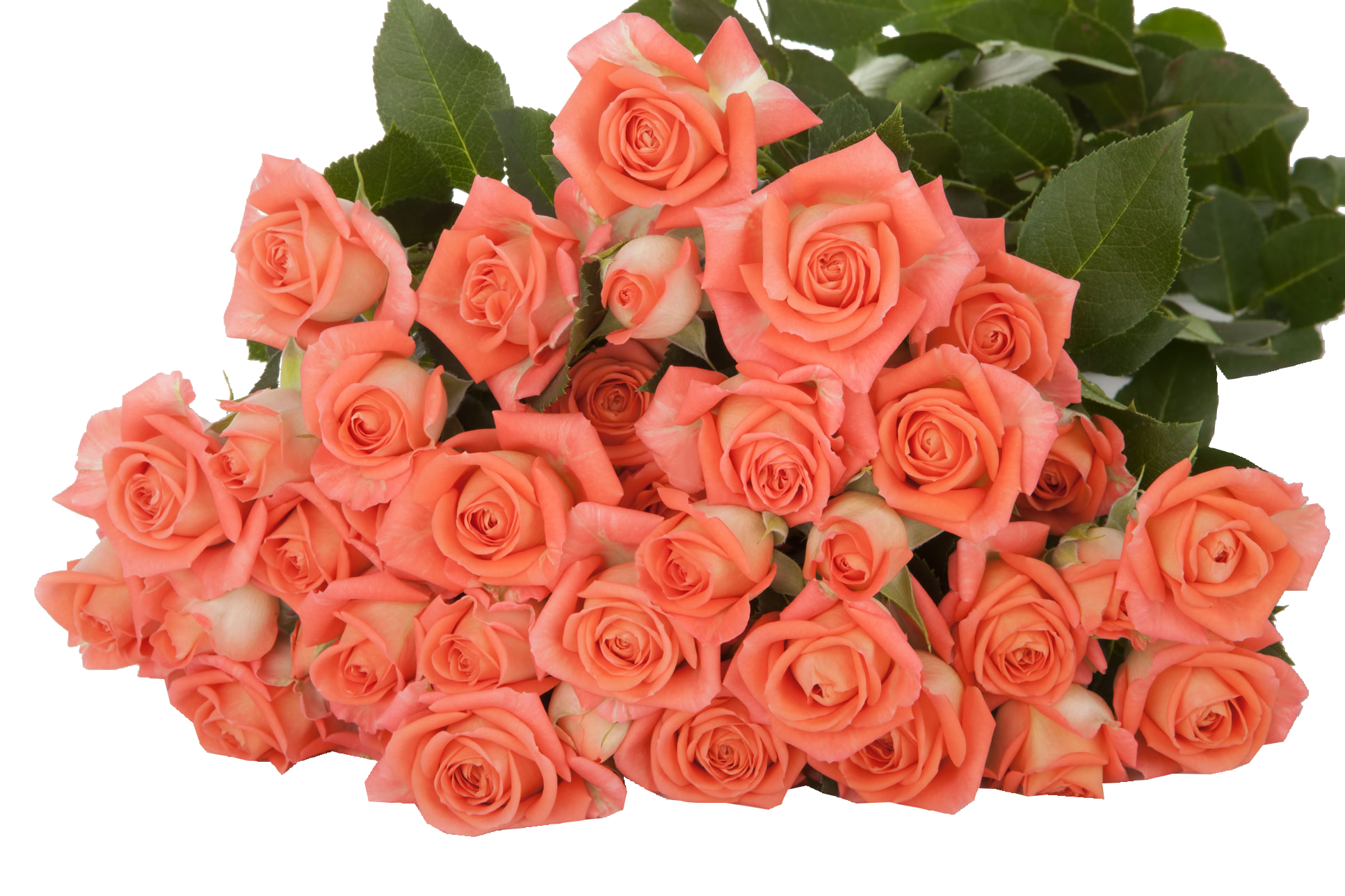  ROSES SPRAY CHARMING BABE -KENYA 