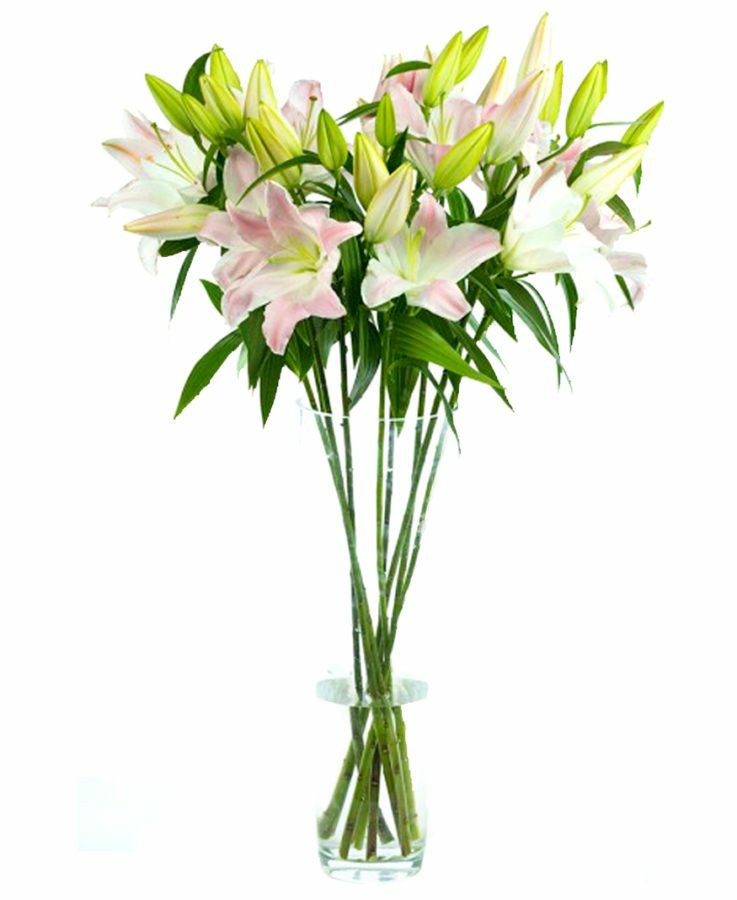  LILIUM ORIENTAL PINK-ITA 