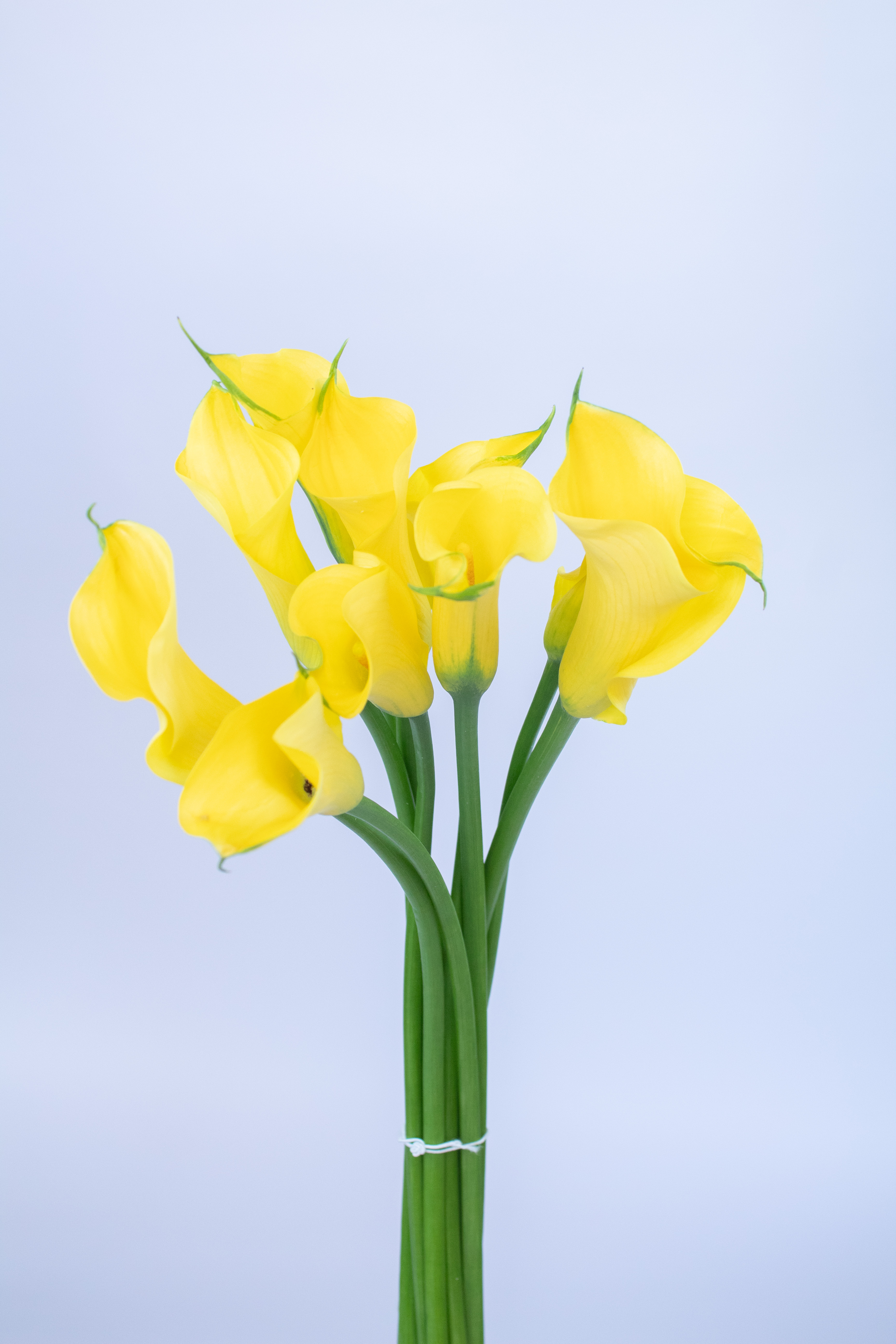  CALLA YELLOW-HOLLAND 
