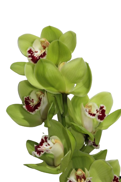  CYMBIDIUM DARK GREEN-HOLLAND 