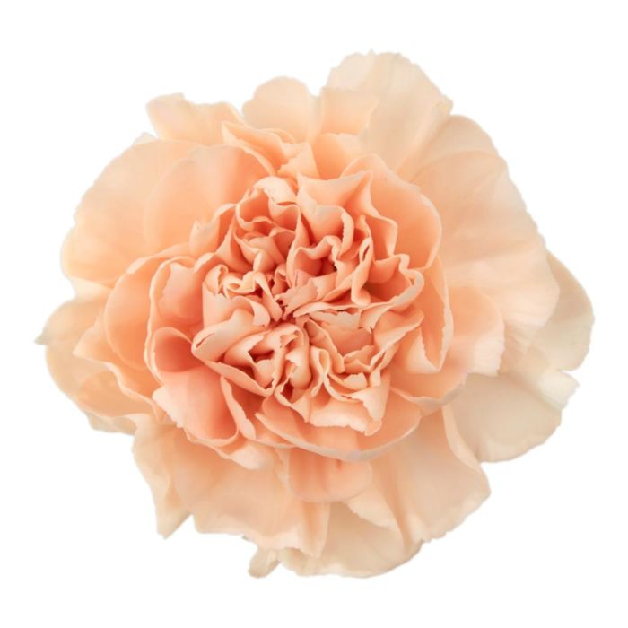  CARNATION PEACH-HOLLAND 