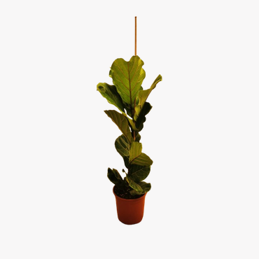  Ficus Lyrata 