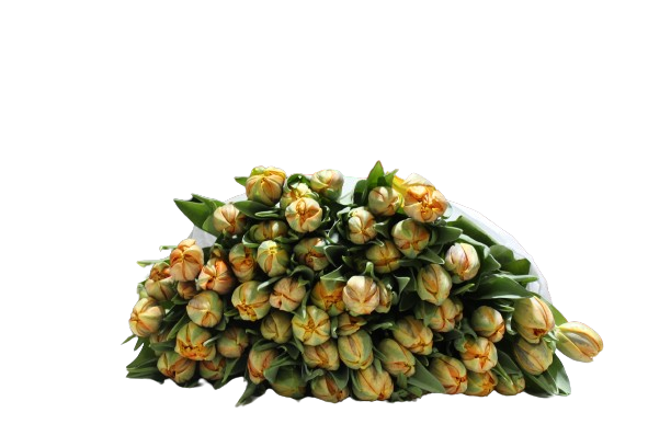  TULIP ORANGE-ITA 