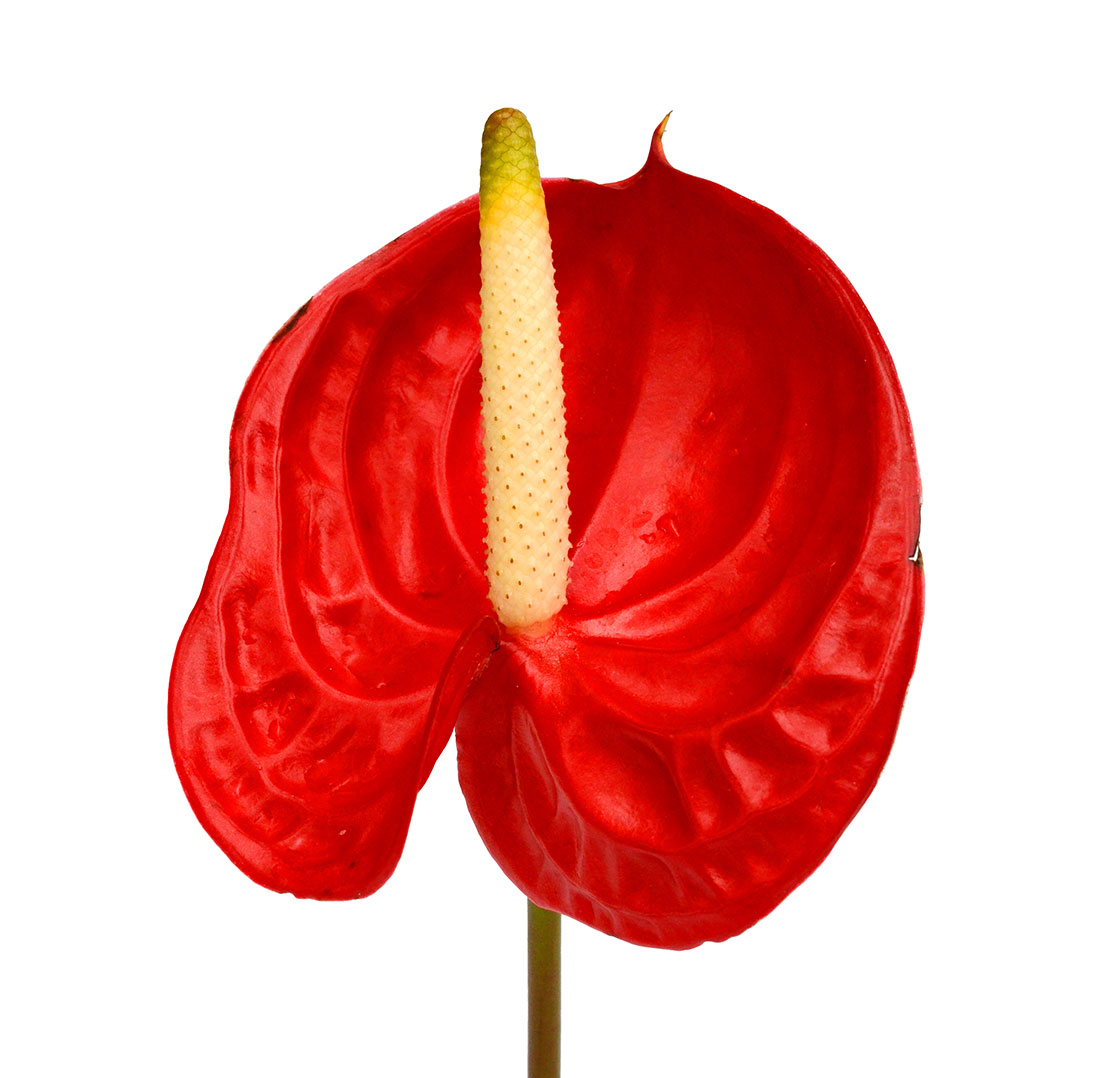  ANTHURIUM RED-THAILAND 