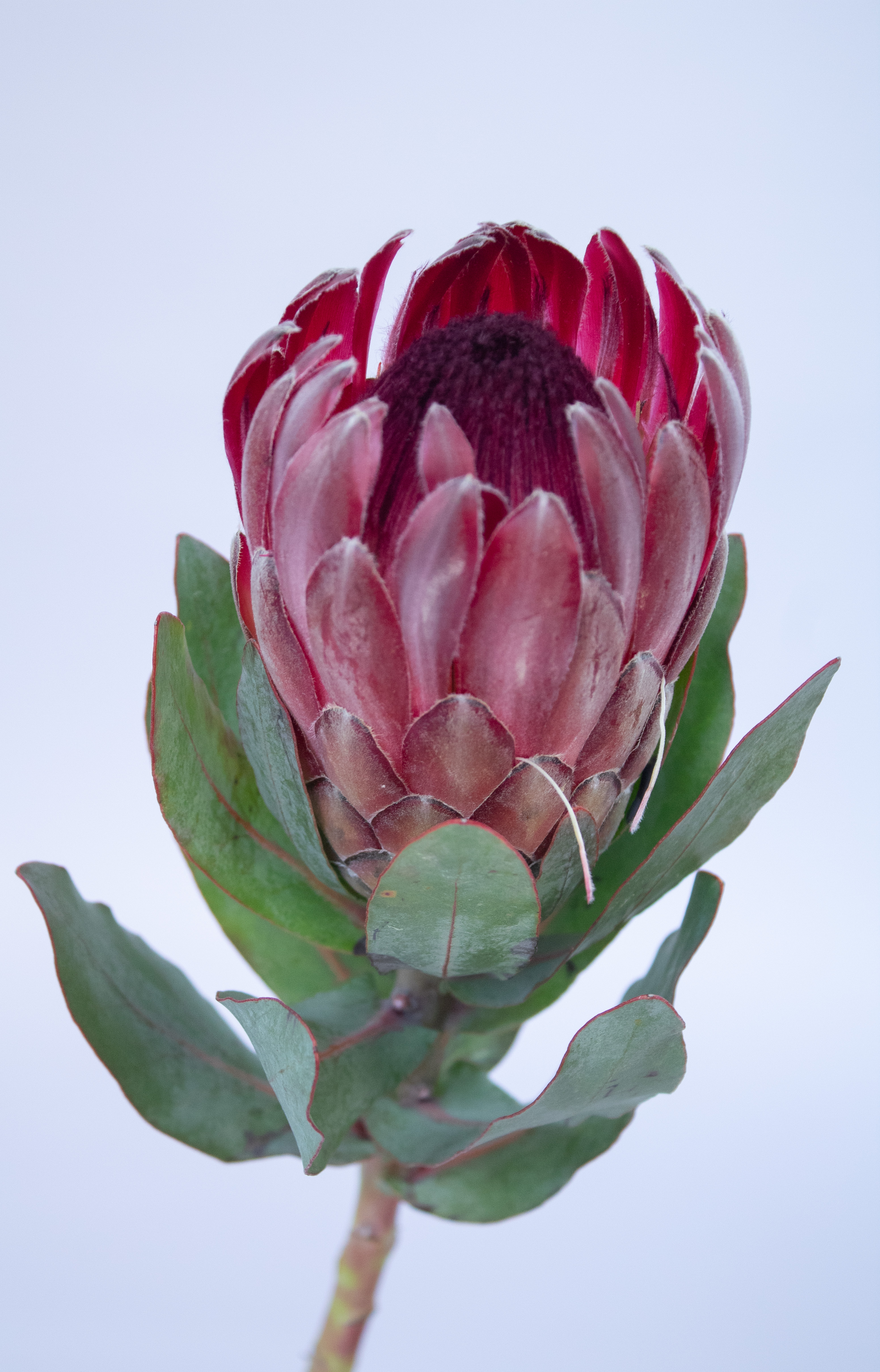  PROTEA PROTEA SMALL-SOUTH AFRICA 