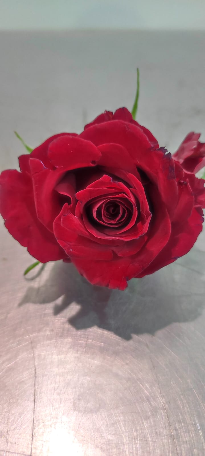  جوري احمر - سوباتي 