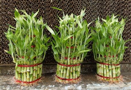  Lucky Bamboo-5 Step 