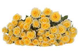  ROSES SPRAY YELLOW BABE -ETHIOPIA 