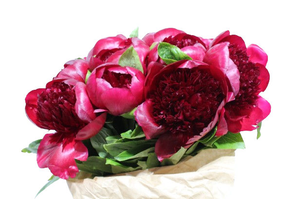  PEONIA RED-NEWZEALAND 