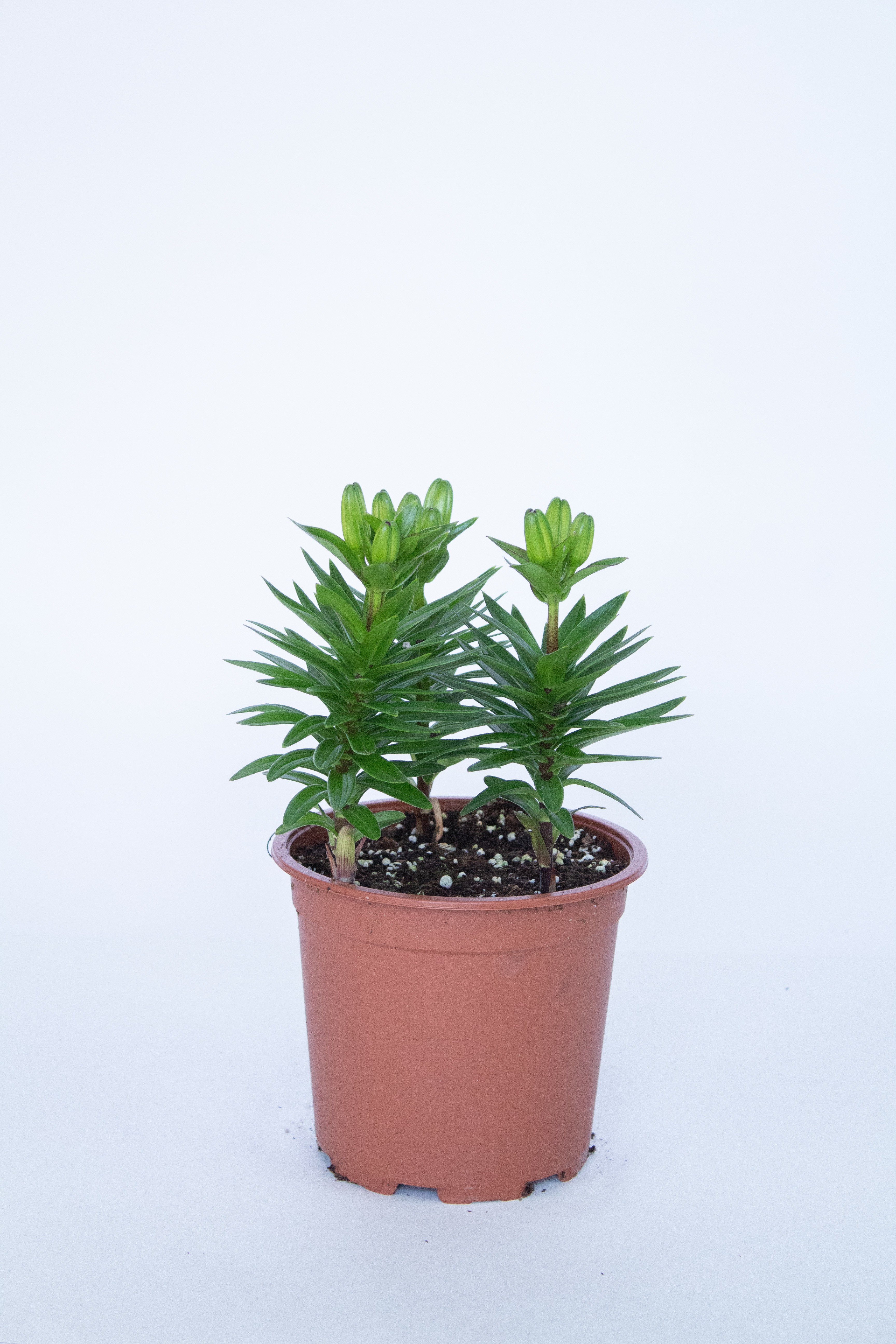  LILIUM POT-ITA 