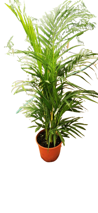 نبتة ديبسيس - صغير