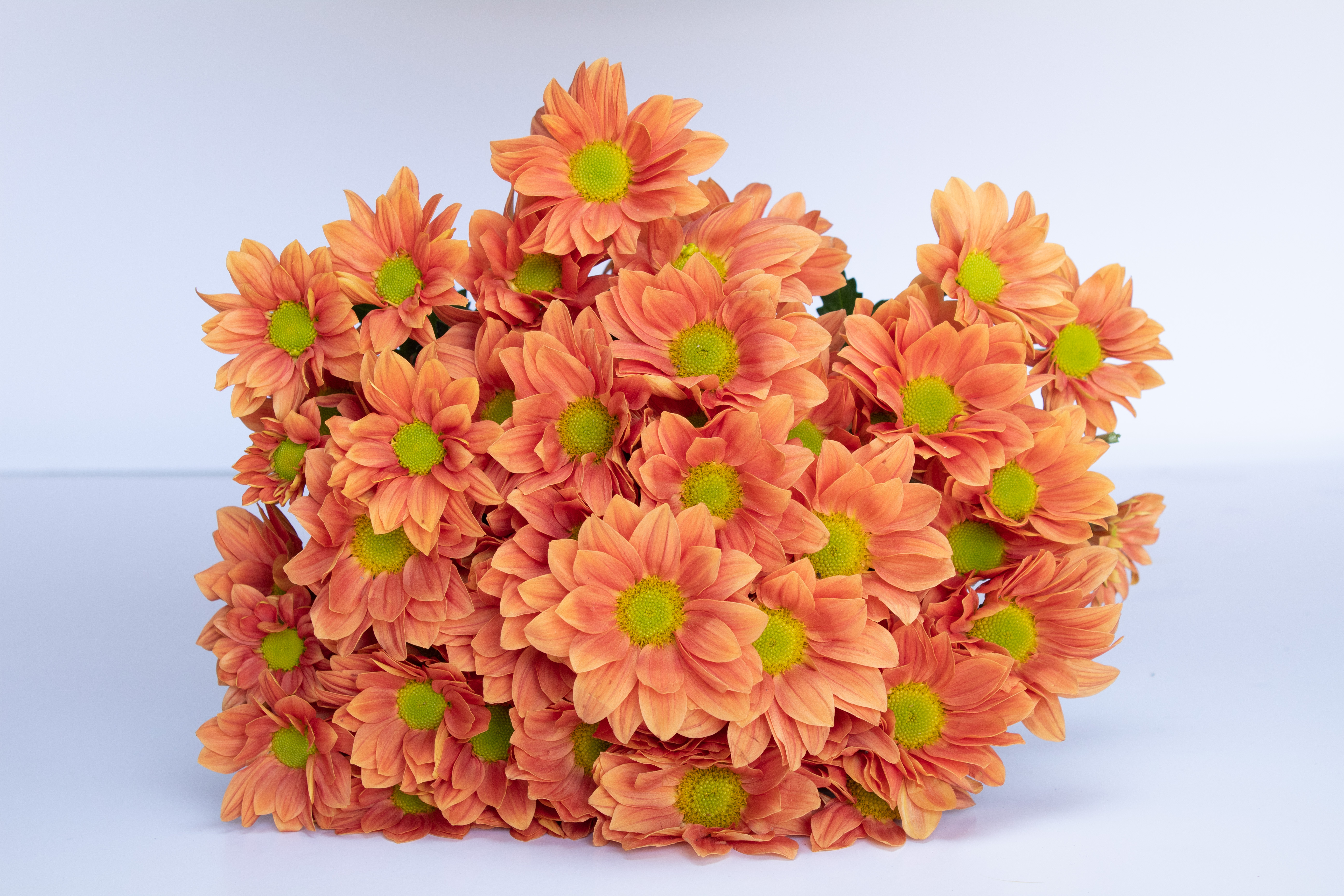  CHRYSANTHEMUM CHAMPANGE ORANGE-KENYA 