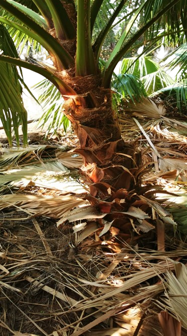  WASHINGTONIA 2 METERS 