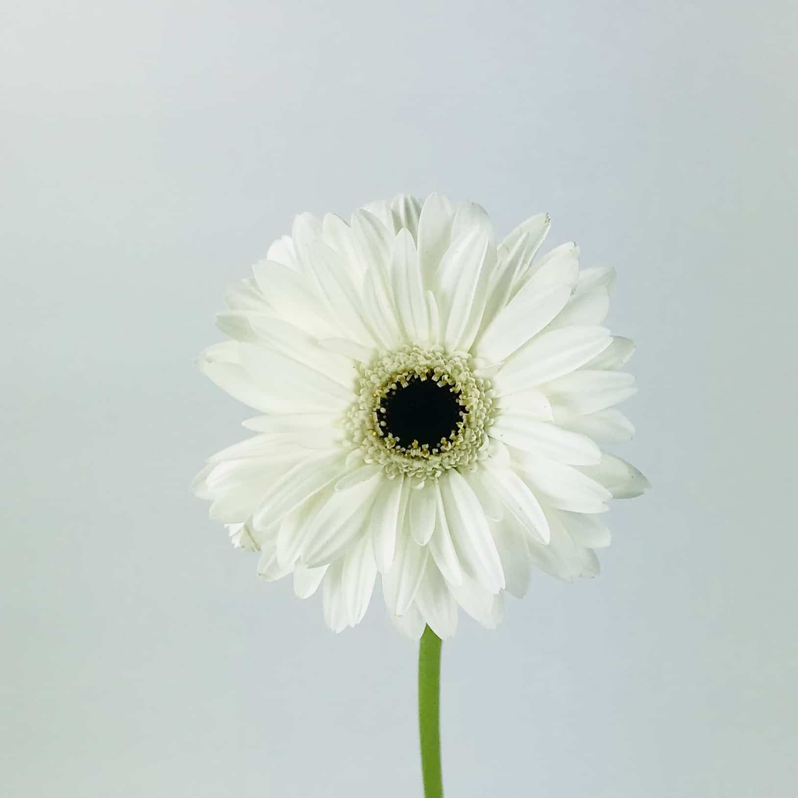  GERBERA WHITE-HOLLAND 