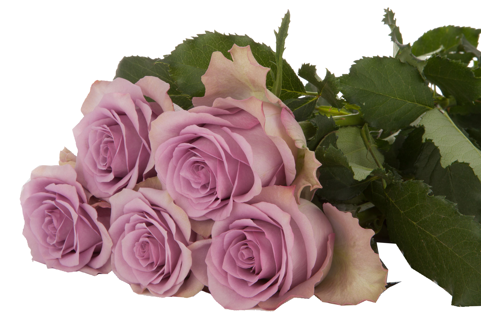  روزز نايتنغيل -كينيا 