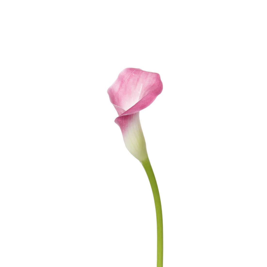  CALLA PINK-HOLLAND 