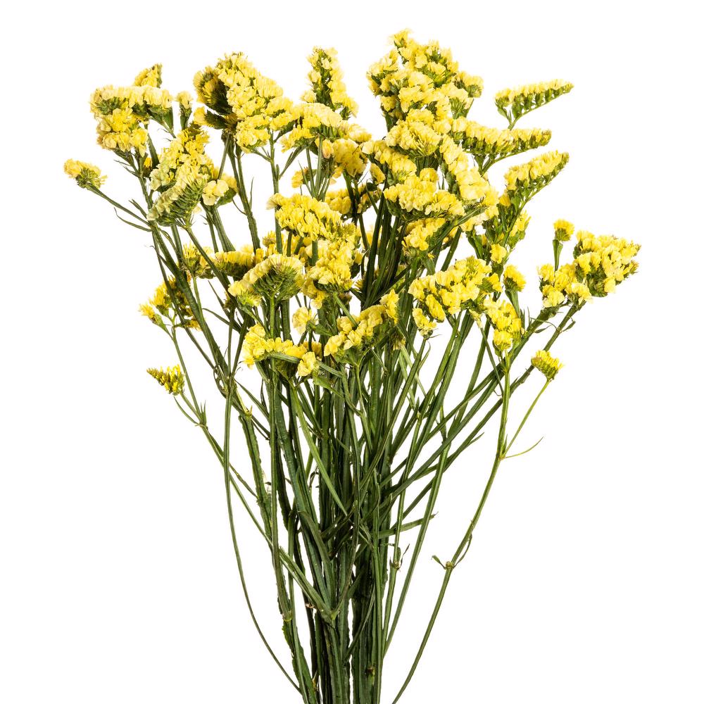  STATIS YELLOW-HOLLAND 